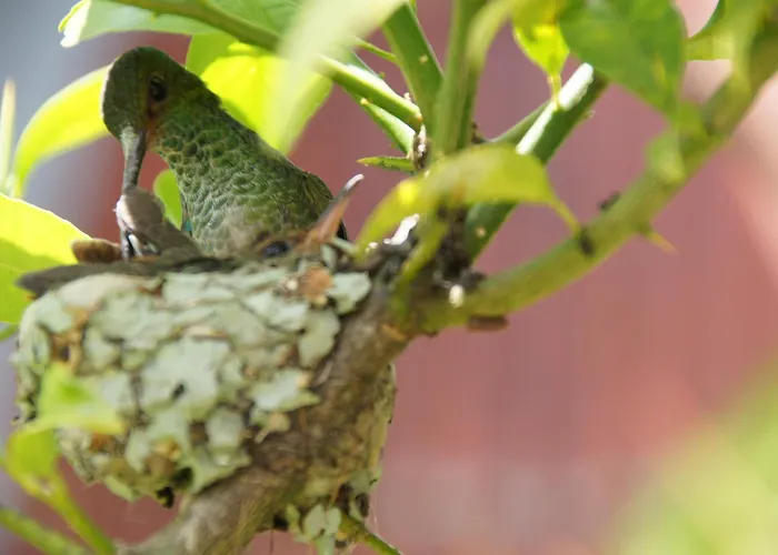 Boutique Hotel Casa Orquideas